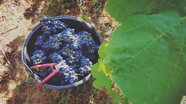 Le vin d'Anjou est une appellation d'origine contrôlée (AOC) très réputée dans la vallée de la Loire.