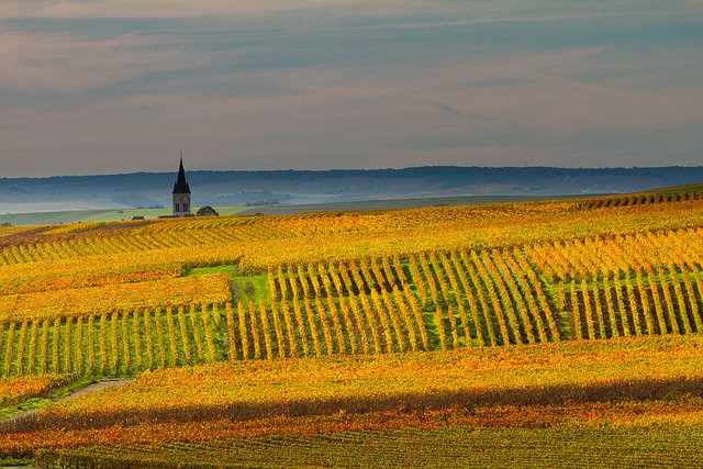 Pour bien conserver le vin d'Anjou, il est essentiel de comprendre ses caractéristiques